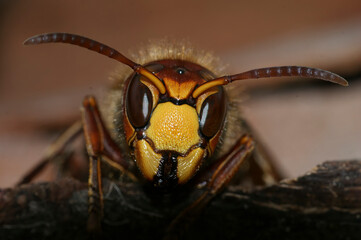 Wall Mural - Facial closeup on a worker of the European common hornet, Vespa cabro sitting on wood