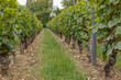 Stoney vineyard soils on the slopes of the town of Sancerre
