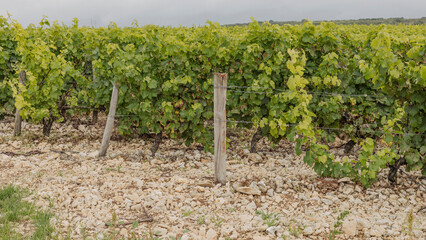 Sticker - Stoney soil of the Sancerre Vineyards with eraly spring vines