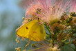 Brilliant yellow Cloudless Sulphur butterfly feeding on pink fuzzy flowers of Persian Silk tree