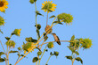 Tiny juvenile male Ruby-throated Hummingbird sitting on a sunflower stem with blue sky background