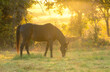 Dark bay Arabian horse in pasture at beautiful golden sunrise in early fall