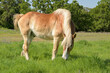 Belgian draft horse grazing in lush green grass in a sunny summer pasture