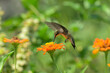 Ruby-throated Hummingbird getting nectar from a Zinnia flower in flight