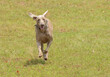 Weimaraner dog, with ears flopping, running towards the viewer on a green grassy field in summer; with copy space