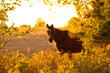 Arabian horse looking at the viewer through an opening in trees at sunrise, backlit by golden fall sunlight