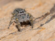 Beautiful Phidippus mystaceus jumping spider on top of wood, looking up