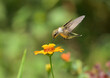 Young male Ruby-throated Hummingbird hovering and feeding on an orange Zinnia flower in summer garden