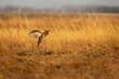 Lift off in grassland, Male Prairie Chicken (Tympanuchus cupido) beats its robust wings to get airborn in the warm dawn sunlight. Spring his here when the fowl gather to lek in North America