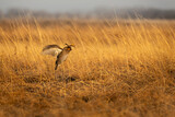 Fototapeta  - Lift off in grassland, Male Prairie Chicken (Tympanuchus cupido) beats its robust wings to get airborn in the warm dawn sunlight. Spring his here when the fowl gather to lek in North America