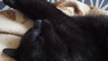 A Black Cat Lazily Rests And Tries To Fall Asleep At Home. Plump Cat Muzzle Close-up. Breeding Domestic Animals. Pet Care. The Cat Lies On Its Back, Stretches And Extends Its Paw.