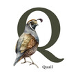 Capital letter Q with quail bird decor. Watercolor illustration. Forest animal ABC alphabet font element. Wildlife animal alphabet letter Q decorated with quail bird. White background
