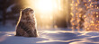 Happy cat with eyes closed outdoors in the snow, winter holiday season, wide banner, copyspace