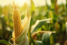 Corn Cob In Organic Corn