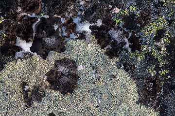 Wall Mural - Natural texture of a stone covered with lichen. Lichenes patterns on a rock surface. Natural background. Closeup top view. The nature of the Arctic. Polar region.