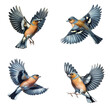 A set of male and female Eurasian chaffinches flying on a transparent background