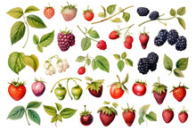Berry Varieties Set