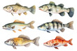 Freshwater Fish Watercolor Set