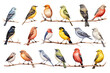 North American Birds Watercolor Set