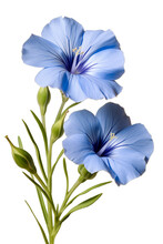 Linum Also Know As Flax Flower In Blue, Transparent Background