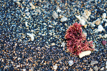 Wall Mural - Close-up photo of small red coral lying on the sand. With copy space for text