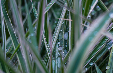 Wall Mural - A drop of water on a blade of grass