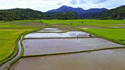 Wall Mural - Aerial 4k video of paddy rice field in Sumatra, Indonesia. Mountain background and many trees after a light rain.