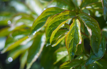 There is a drop of water on a plant leaf