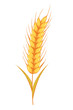 Wheat crop vector visual graphic icons, ideal for bread packaging, beer labels etc.