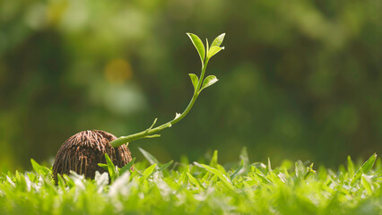 Wall Mural - Green seedling growing from dry Cerbera odollam seed on grass with blurred greenery background