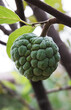 Fresh sugar apple or called srikaya fruit or Annona squamosa hanging on a branch