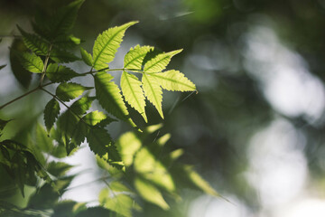 green leaves in sunlight