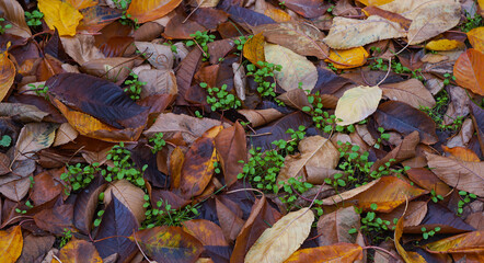 Canvas Print - Yellow leaves falling to the ground