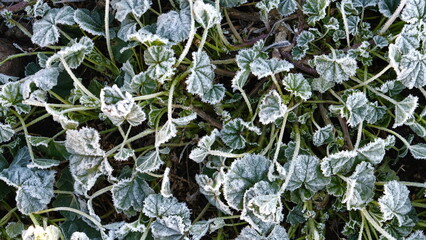 Poster - frost on the grass and leaves, night frosts on the soil