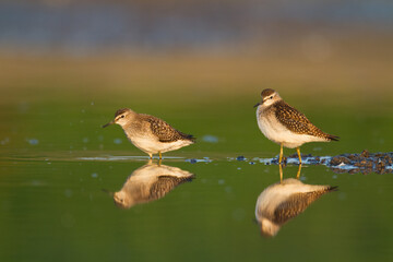 shorebirds - wood sandpiper tringa glareola, wildlife poland europe