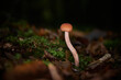 Junger Pilz im Herbstwald