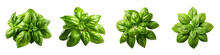 Close Up  Fresh Green Basil Herb Leave  Hyperrealistic Highly Detailed Isolated On Transparent Background Png File