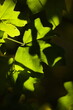 Zielone liście na ciemnym tle