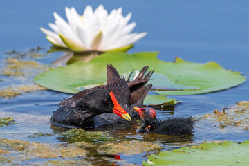 Wall Mural - A mother common gallinule with a chick.