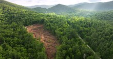 Deforested Woods With Cut Down Trees In North Carolina Appalachian Forest. Wild Woodland At Risk Of Human Destruction