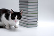 Kot domowy siedzi obok stosu książek w twardych okładkach na jasnym tle