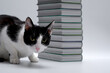 Ciekawski kot na tle stosu książek 
