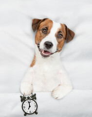 Poster - Jack russell terrier puppy lying on a bed at home and holds alarm clock. Top down view