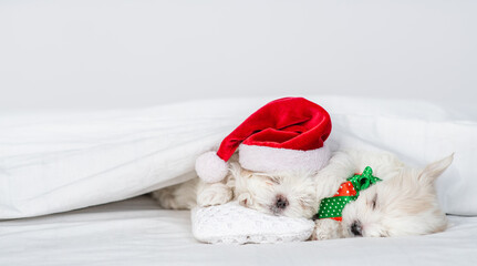 Poster - Two cute Maltese puppies wearing santa hat sleep on a bed at home with gift box. Empty space for text
