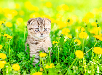 Aufkleber - Cute tabby kitten sits on dandelion lawn. Empty space for text