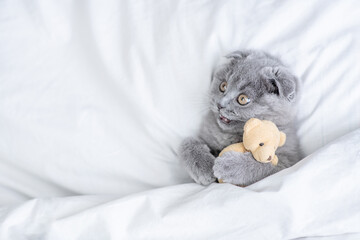 Poster - Playful kitten embraces favorite toy bear under white warm blanket on a bed at home.Top down view. Empty space for text