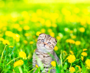 Aufkleber - Cute tiny tabby kitten sits on dandelion lawn and looks up on empty space