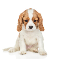 Wall Mural - Unhappy Cavalier King Charles Spaniel puppy sits in front view and looks down. Isolated on white background