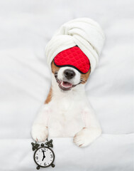 Poster - Jack russell terrier puppy with towel on it head wearing sleeping mask sleeps on a bed at home and holds alarm clock. Top down view