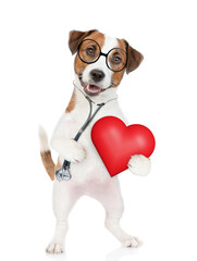 Poster - Funny jack russell terrier wearing like a doctor with stethoscope on his neck holds red heart. isolated on white background
